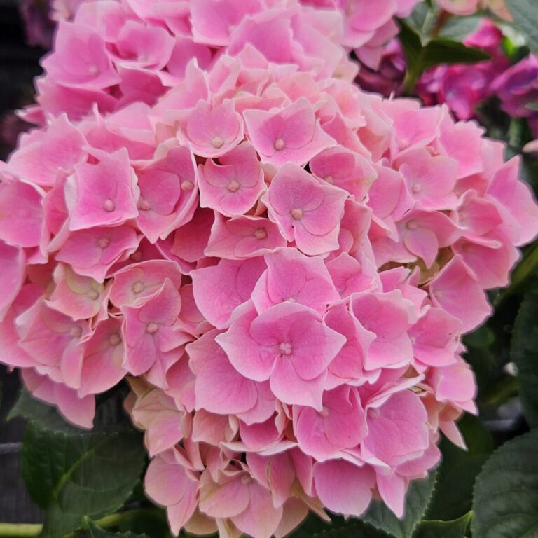 Hortensie