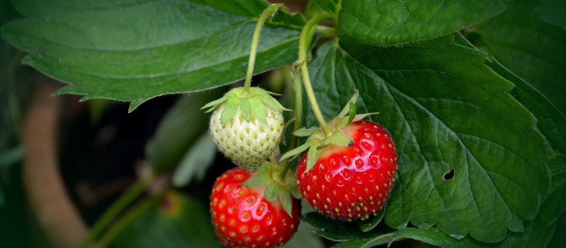 strawberry-plant-751178_1920